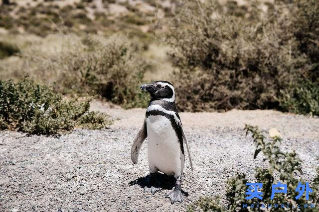 南美智利及阿根廷，踏上巴塔哥尼亚Patagonia之路的背包旅行