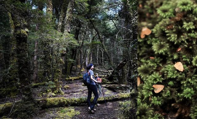 世界十大徒步线路之一,澳大利亚塔斯马尼亚Overland Track穿越之旅