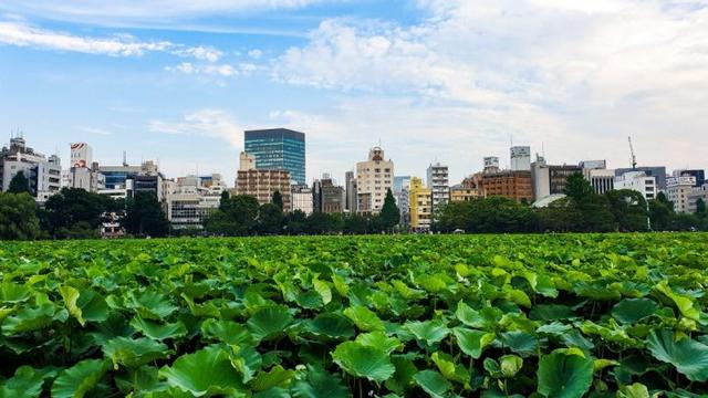 日本东京自由行,新手必看东京自助游攻略行程