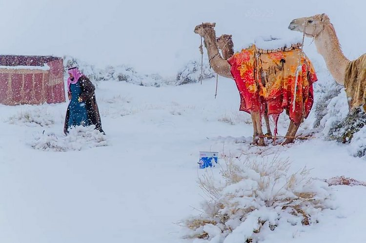 撒哈拉沙漠下雪了,骆驼现身雪地奇景曝光