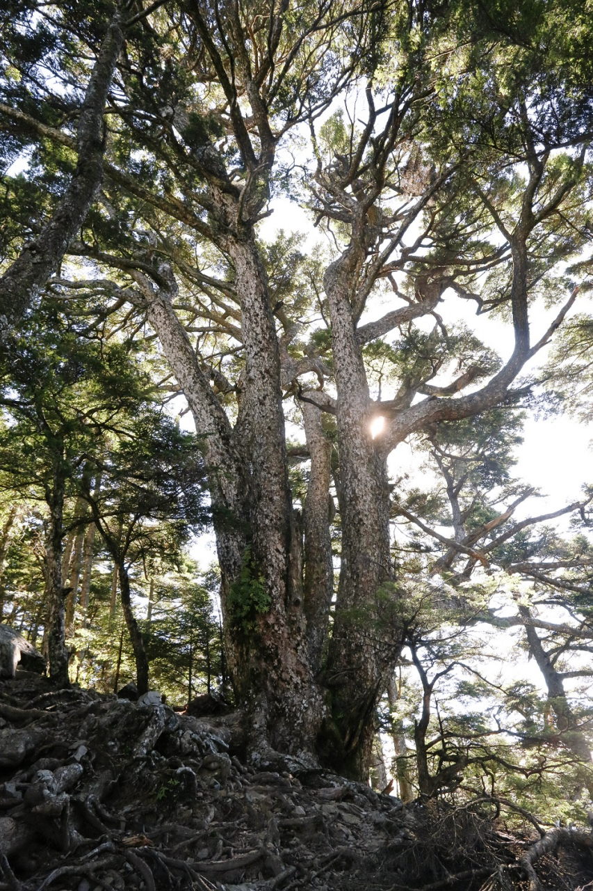 迷路怎么办 野外迷路的自救6大步骤 等待救援333原则 徒步 登山 买户外